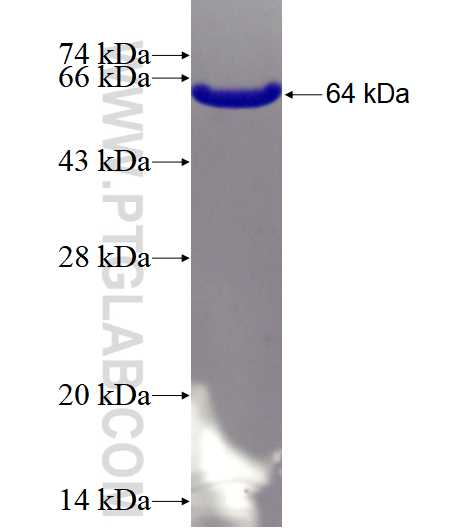 PARP1 fusion protein Ag4193 SDS-PAGE