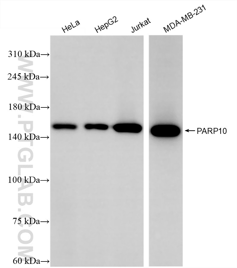 PARP10