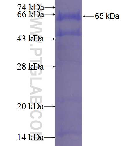 PARP10 fusion protein Ag23449 SDS-PAGE