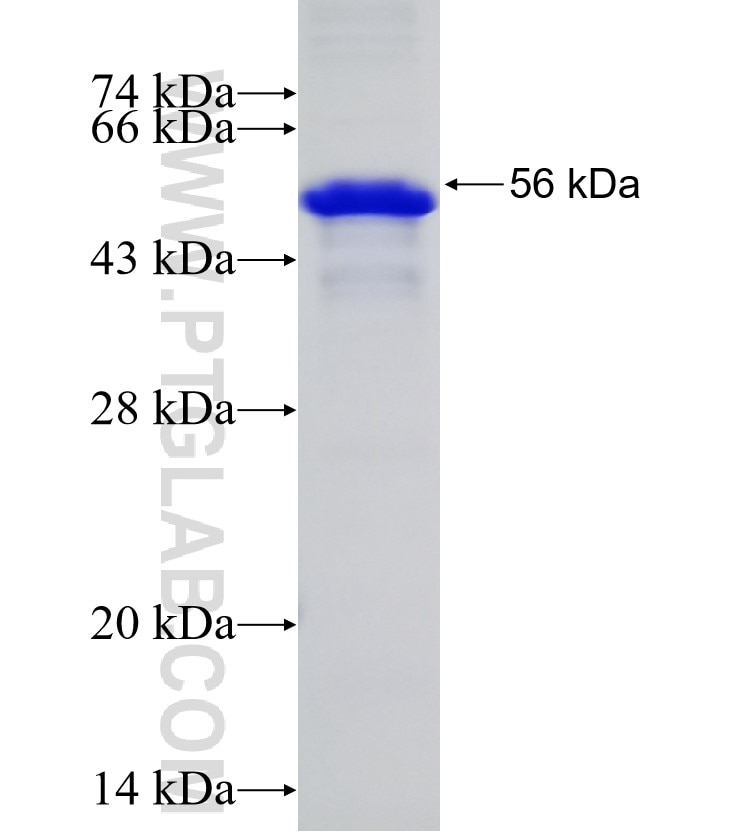 PARP10 fusion protein Ag23457 SDS-PAGE