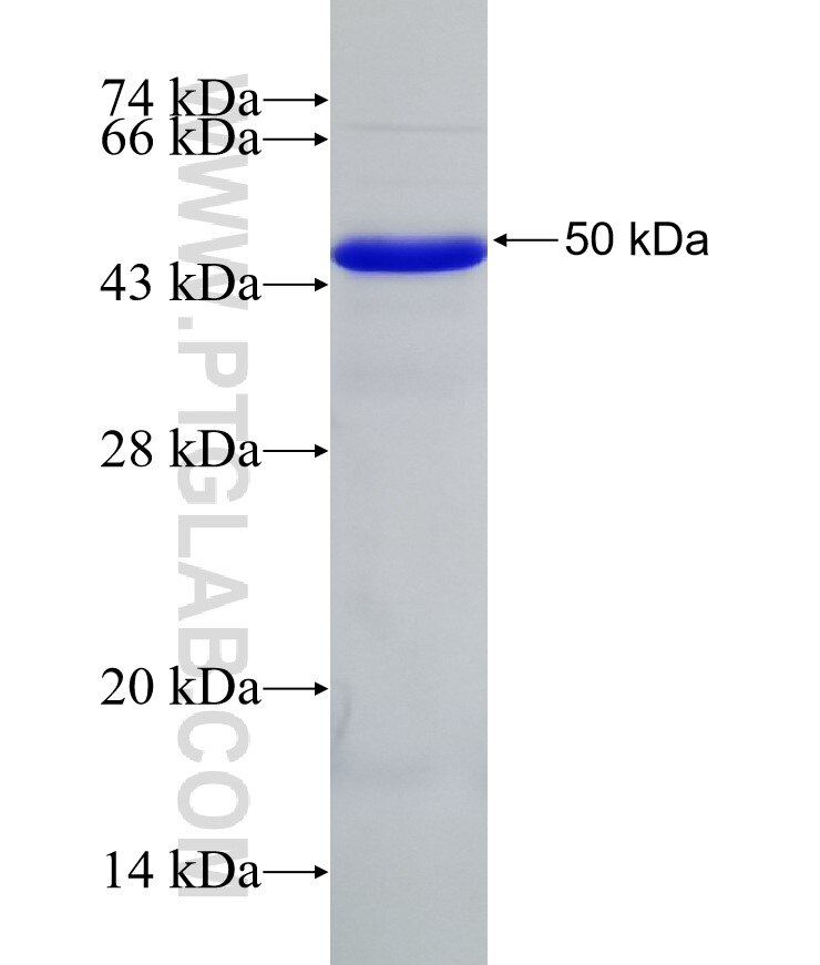 PARP10 fusion protein Ag31978 SDS-PAGE