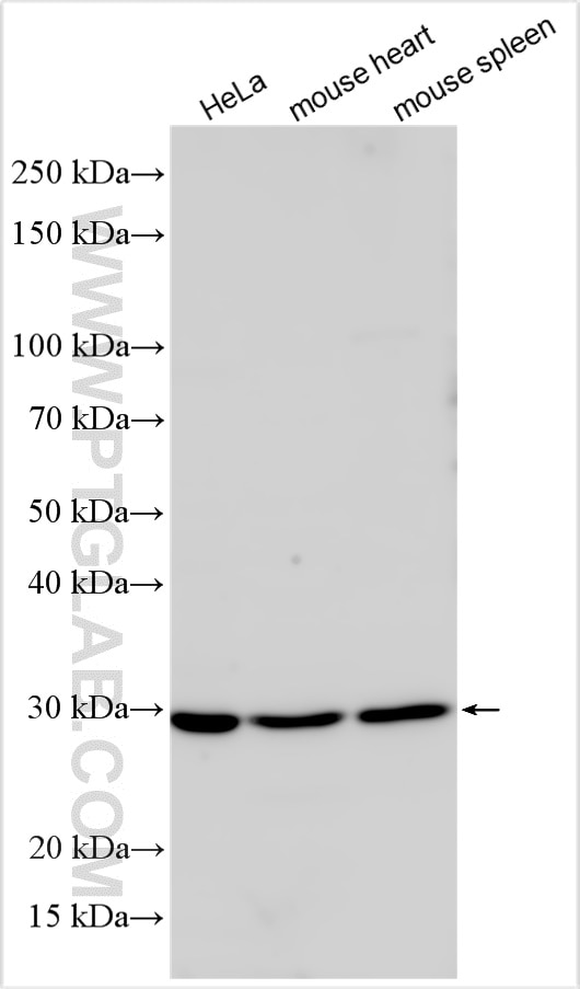 Western Blot (WB) analysis of various lysates using PARP11 Polyclonal antibody (16692-1-AP)