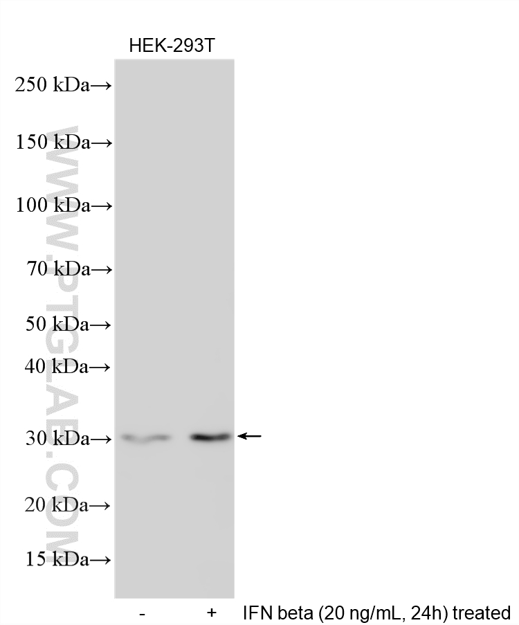 Various lysates were subjected to SDS PAGE followed by western blot with 16692-1-AP (PARP11 antibody) at dilution of 1:1000 incubated at room temperature for 1.5 hours. Western Blot (WB) analysis of various lysates using PARP11 Polyclonal antibody (16692-1-AP)