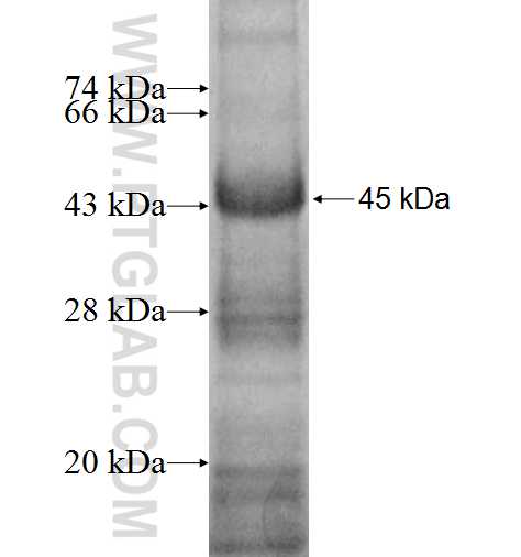 PARP11 fusion protein Ag10053 SDS-PAGE
