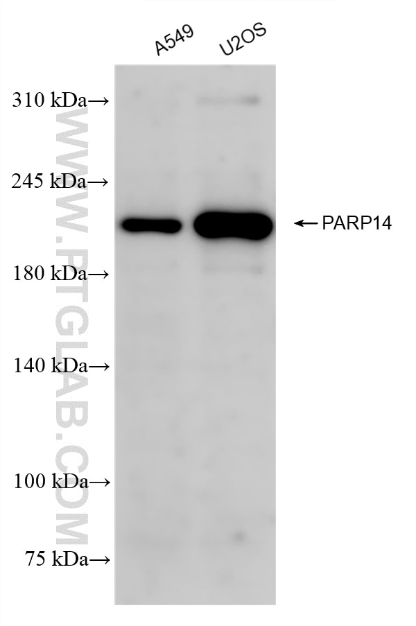 Western Blot (WB) analysis of various lysates using PARP14 Recombinant antibody (84039-6-RR)