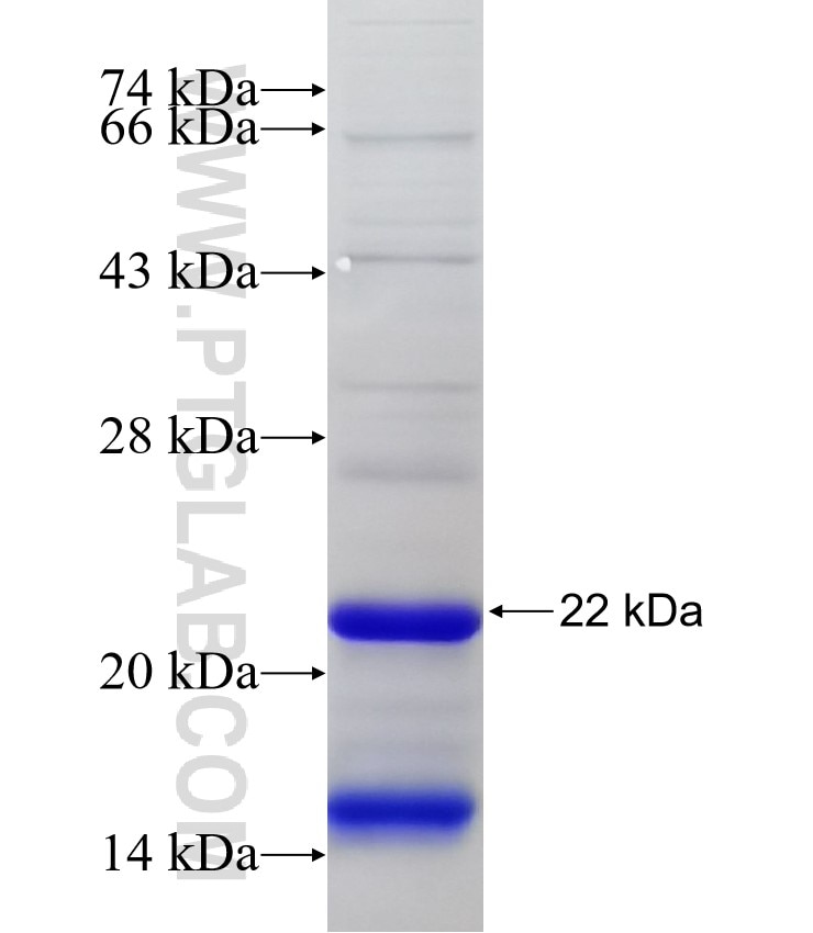 PARP14 fusion protein Ag32409 SDS-PAGE