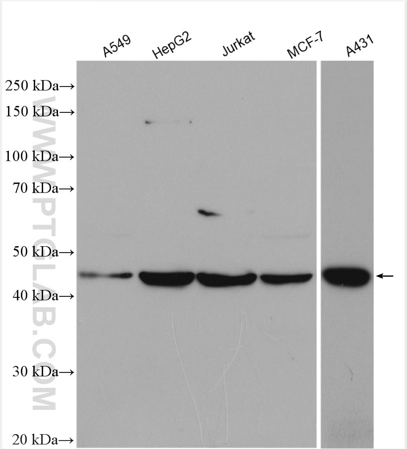 Western Blot (WB) analysis of various lysates using PARP15 Polyclonal antibody (18126-1-AP)