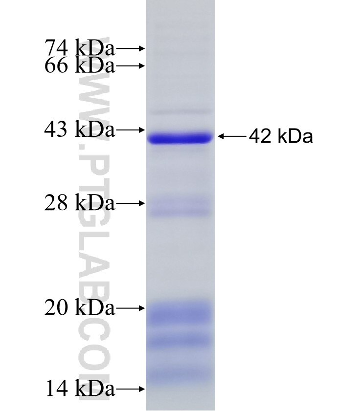 PARP15 fusion protein Ag12702 SDS-PAGE