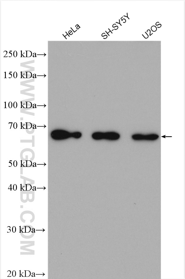 Western Blot (WB) analysis of various lysates using PARP2 Polyclonal antibody (55149-1-AP)