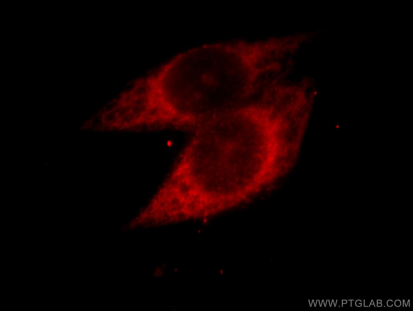 Immunofluorescence (IF) / fluorescent staining of HeLa cells using PARP3 Polyclonal antibody (11289-1-AP)