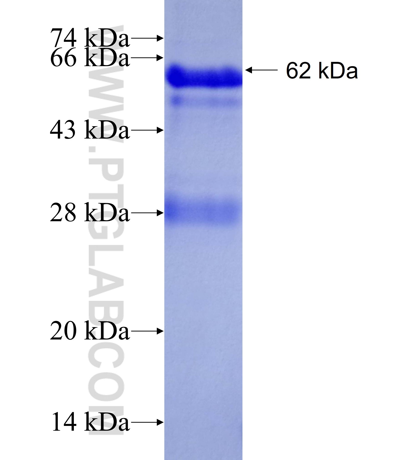 PARP3 fusion protein Ag1844 SDS-PAGE