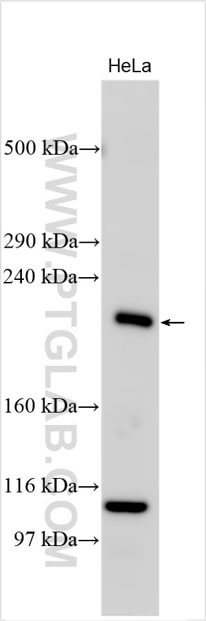 Western Blot (WB) analysis of various lysates using PARP4 Polyclonal antibody (19775-1-AP)