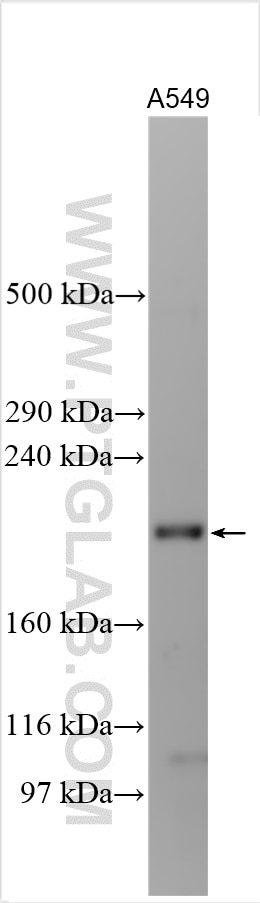 Western Blot (WB) analysis of various lysates using PARP4 Polyclonal antibody (19775-1-AP)