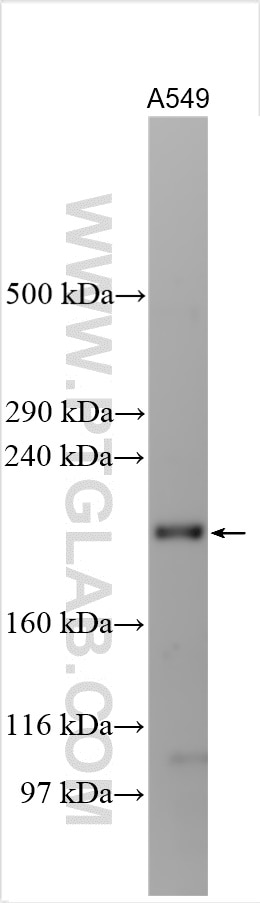 WB analysis using 19775-1-AP