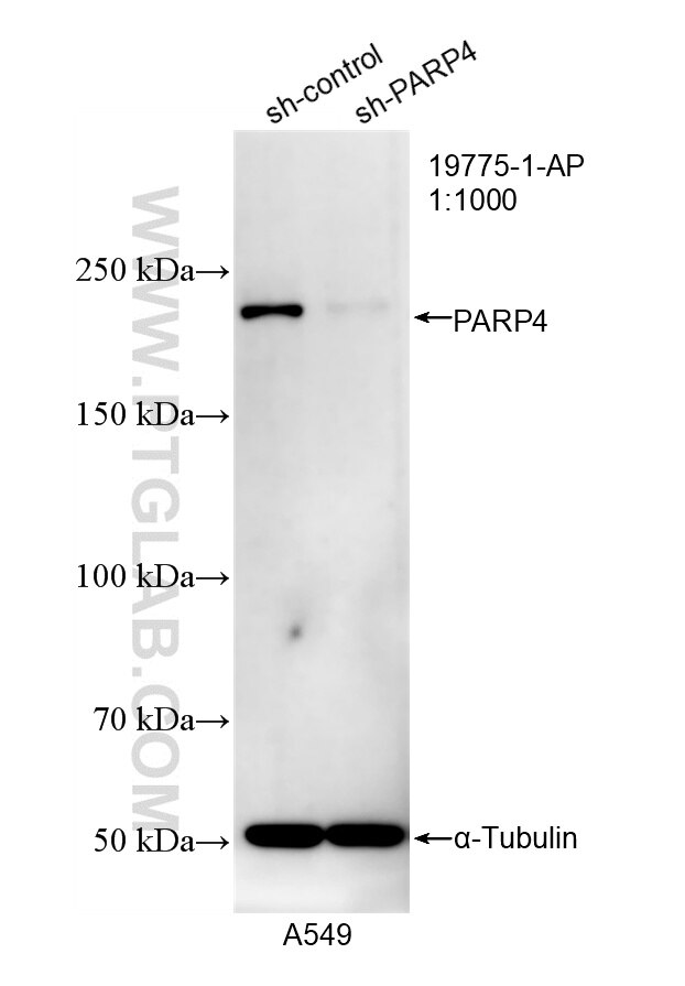 Western Blot (WB) analysis of A549 cells using PARP4 Polyclonal antibody (19775-1-AP)