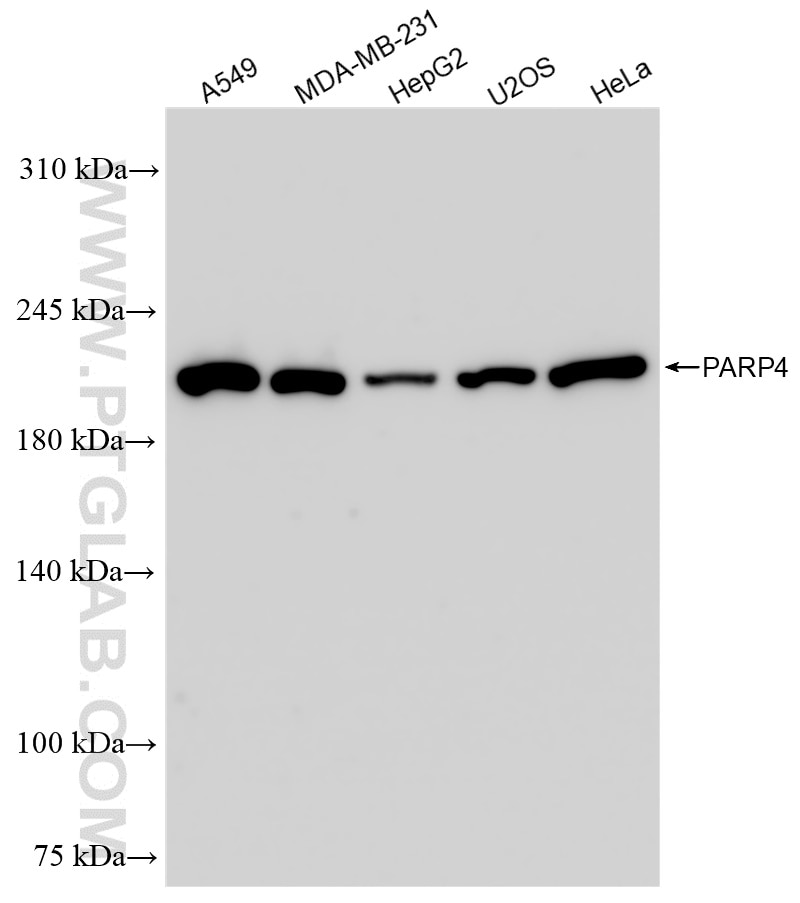 Western Blot (WB) analysis of various lysates using PARP4 Recombinant antibody (84001-1-RR)