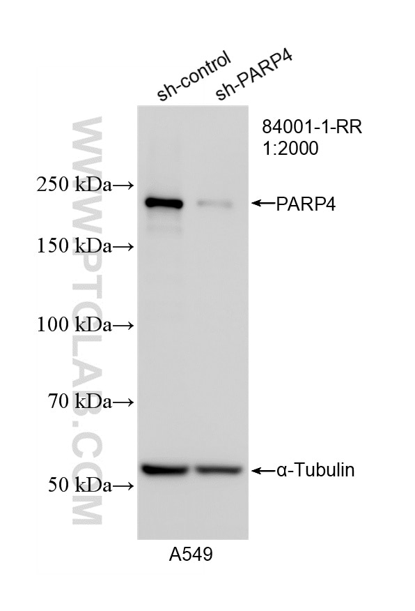 WB result of PARP4 antibody (84001-1-RR; 1:2000; incubated at room temperature for 1.5 hours) with sh-Control and sh-PARP4 transfected A549 cells. Western Blot (WB) analysis of A549 cells using PARP4 Recombinant monoclonal antibody (84001-1-RR)