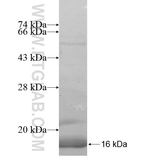 PARP6 fusion protein Ag10645 SDS-PAGE