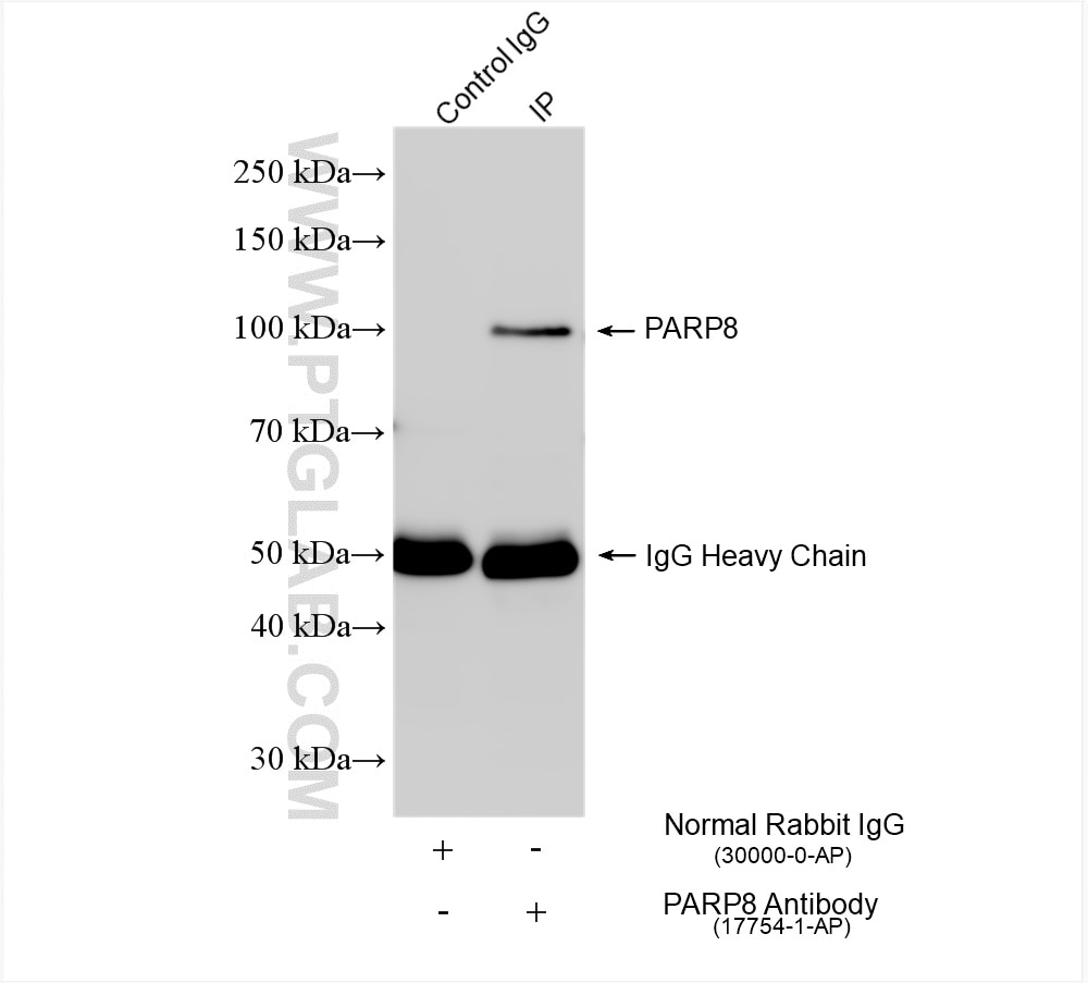 Immunoprecipitation (IP) experiment of THP-1 cells using PARP8 Polyclonal antibody (17754-1-AP)