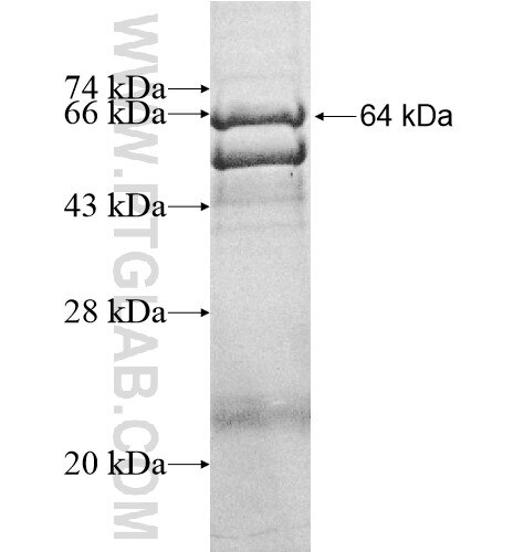 PARP8 fusion protein Ag12111 SDS-PAGE