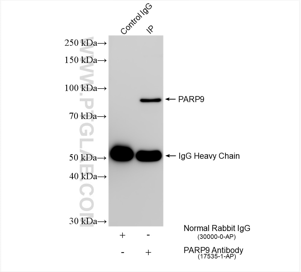 Immunoprecipitation (IP) experiment of MCF-7 cells using PARP9 Polyclonal antibody (17535-1-AP)