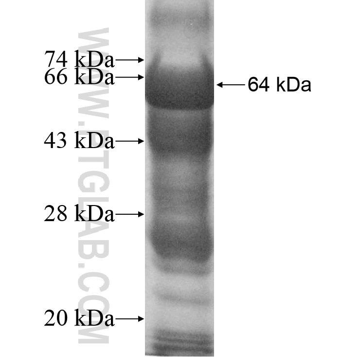 PARP9 fusion protein Ag11587 SDS-PAGE