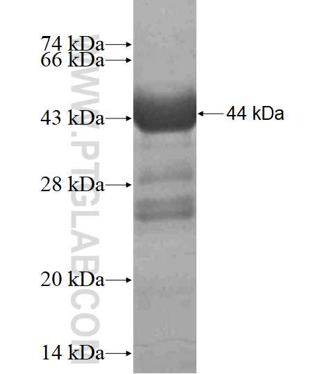 PARP9 fusion protein Ag11673 SDS-PAGE