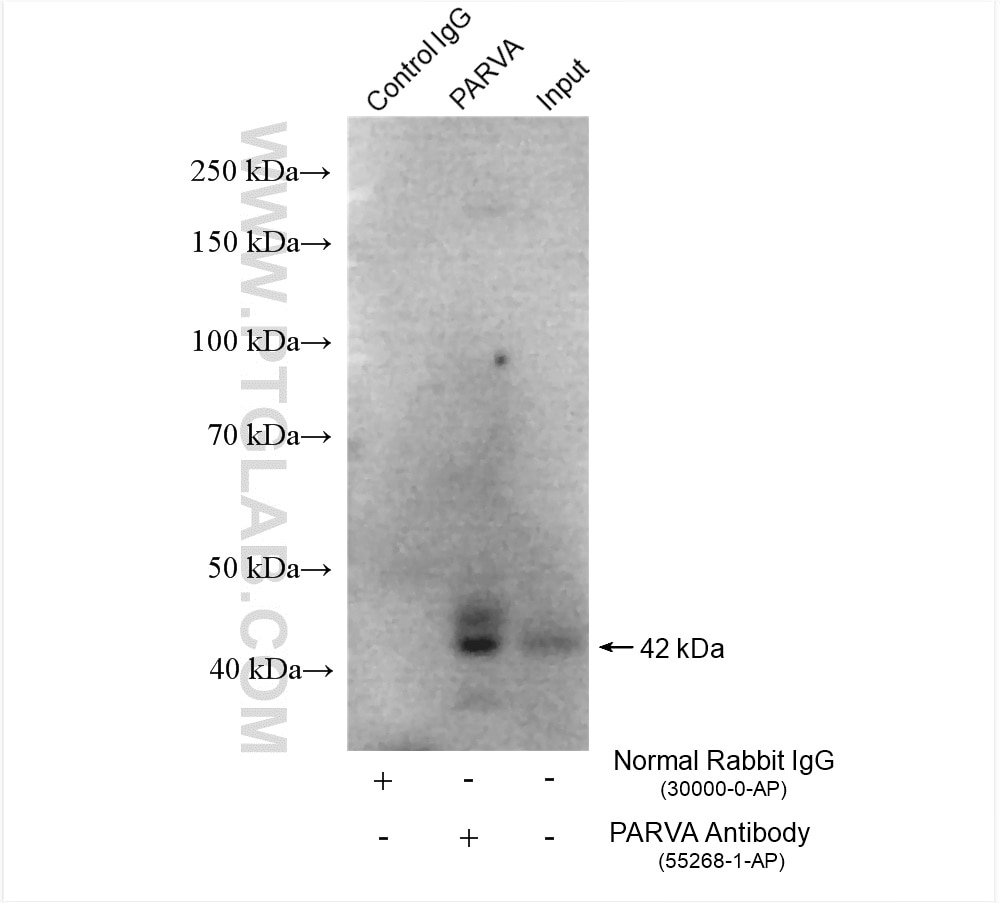 IP experiment of U2OS using 55268-1-AP