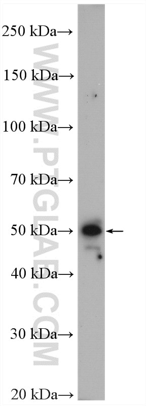 Western Blot (WB) analysis of U2OS cells using Alpha Parvin/Actopaxin Polyclonal antibody (55268-1-AP)