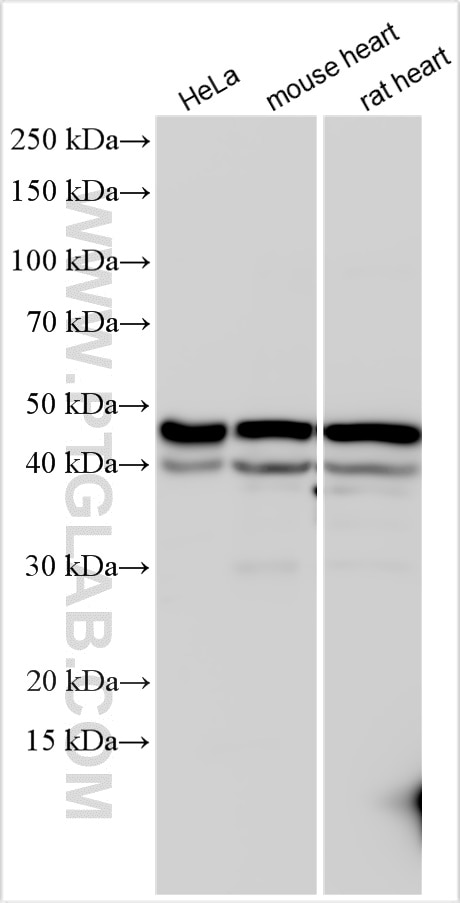 Western Blot (WB) analysis of various lysates using PARVB Polyclonal antibody (14463-1-AP)