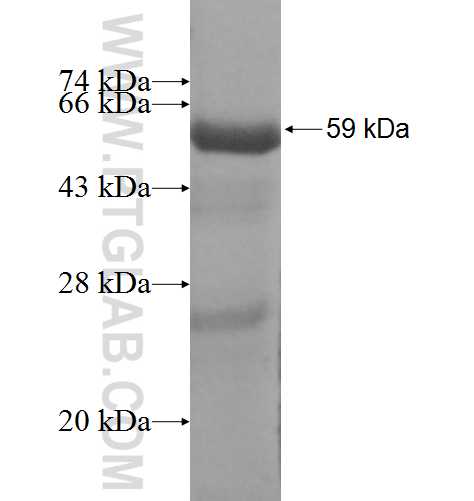 PARVG fusion protein Ag4109 SDS-PAGE