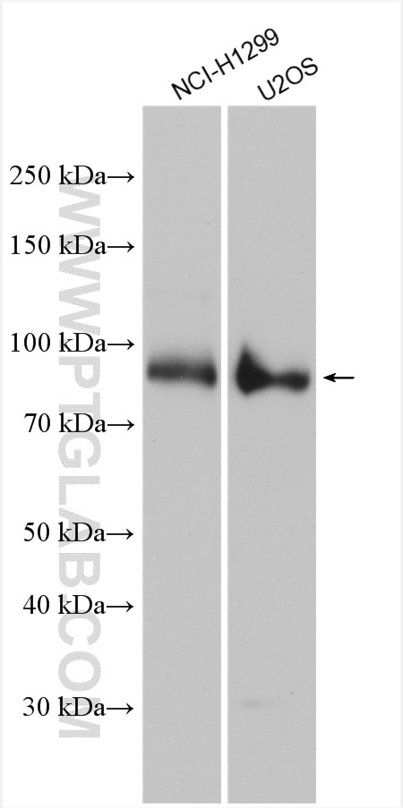 Western Blot (WB) analysis of various lysates using PASD1 Polyclonal antibody (12976-1-AP)