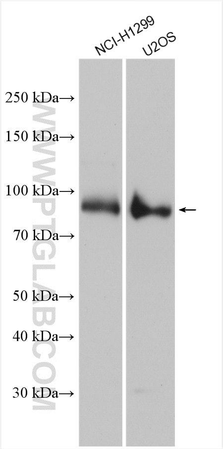 WB analysis using 12976-1-AP