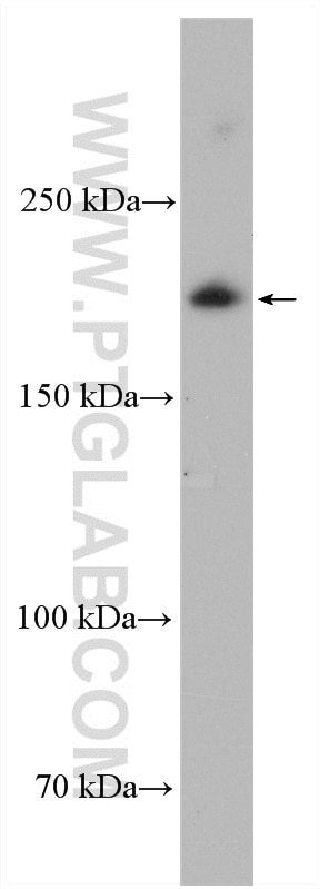 Western Blot (WB) analysis of K-562 cells using PASK Polyclonal antibody (14396-1-AP)