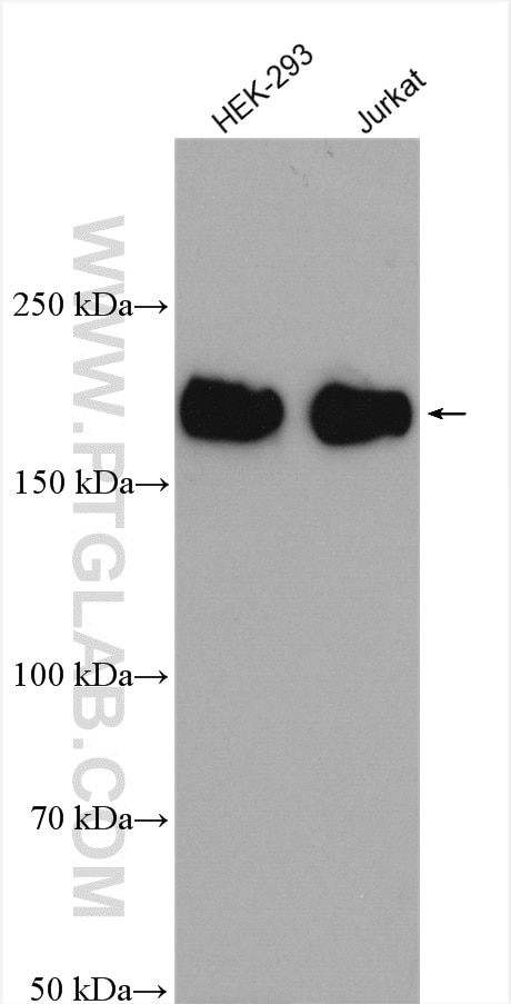 Western Blot (WB) analysis of various lysates using PASK Polyclonal antibody (14396-1-AP)