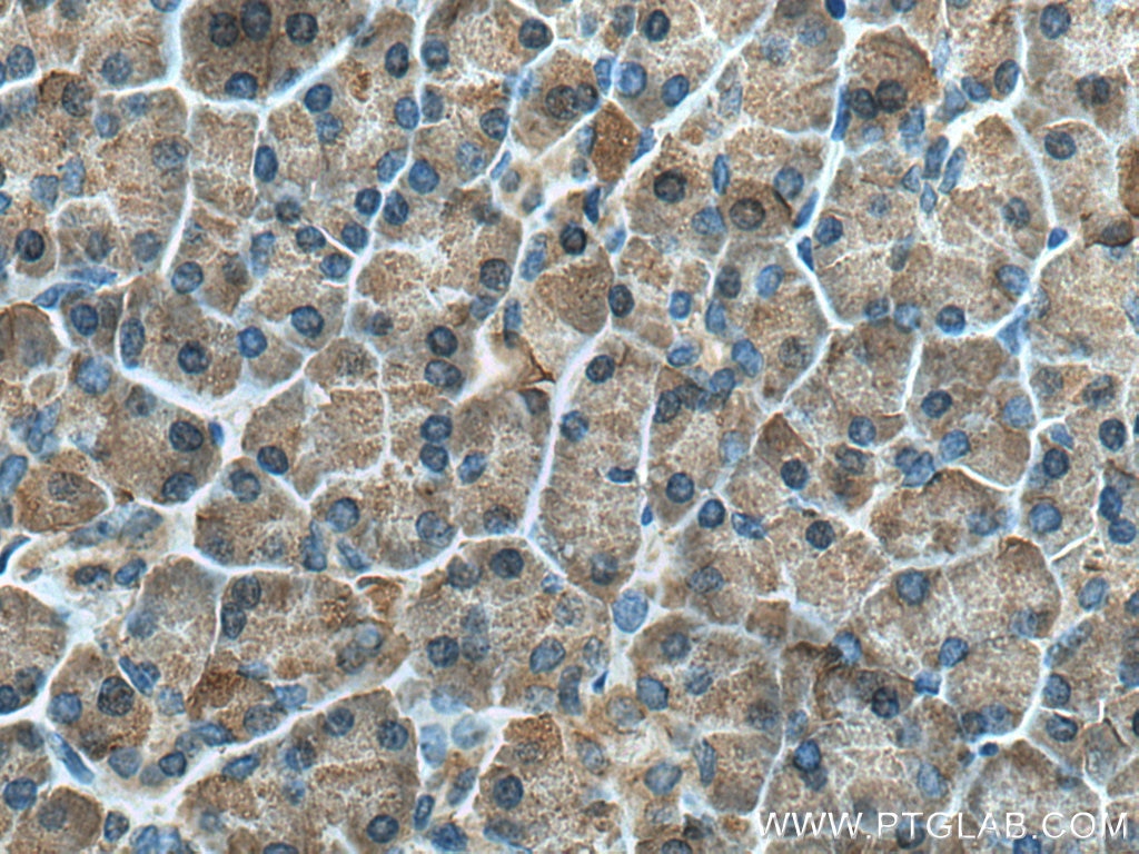 Immunohistochemistry (IHC) staining of human pancreas tissue using CPB1 Polyclonal antibody (12600-1-AP)