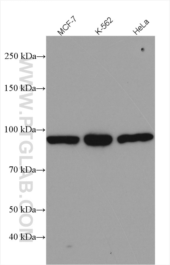 Western Blot (WB) analysis of various lysates using PATL1 Polyclonal antibody (21631-1-AP)