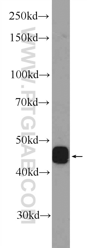 Western Blot (WB) analysis of mouse heart tissue using PAWR Polyclonal antibody (20688-1-AP)