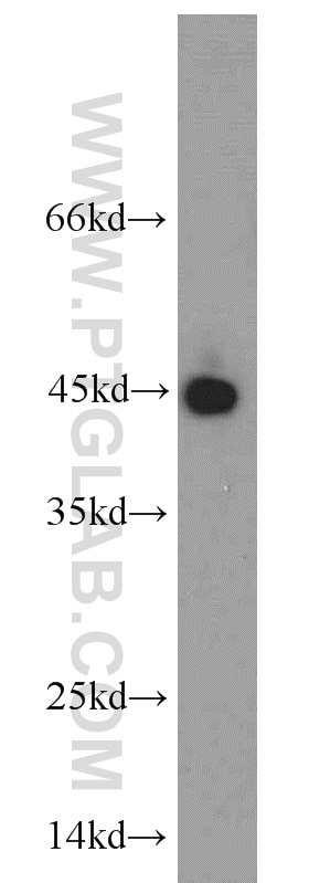 Western Blot (WB) analysis of mouse heart tissue using PAWR Polyclonal antibody (20688-1-AP)