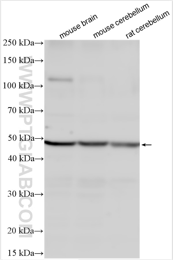Western Blot (WB) analysis of various lysates using PAX2 Polyclonal antibody (20976-1-AP)