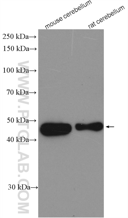 Western Blot (WB) analysis of various lysates using PAX2 Polyclonal antibody (29307-1-AP)