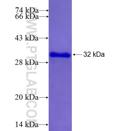 PAX2 fusion protein Ag25929 SDS-PAGE