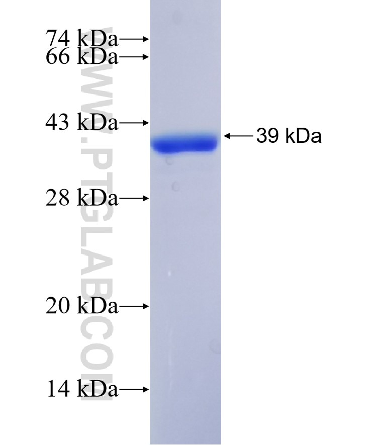 PAX2 fusion protein Ag28286 SDS-PAGE