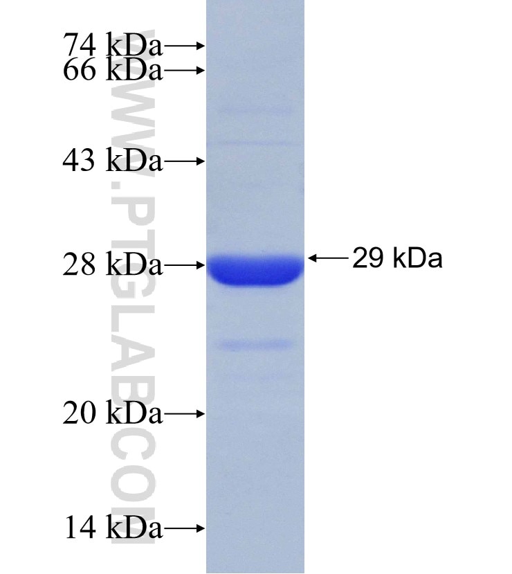 PAX2 fusion protein Ag30717 SDS-PAGE