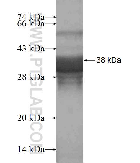 PAX2 fusion protein Ag16020 SDS-PAGE