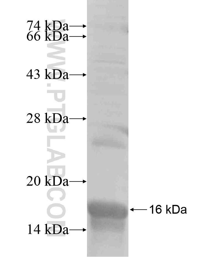 PAX2 fusion protein Ag17053 SDS-PAGE