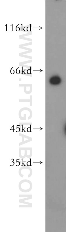 Western Blot (WB) analysis of HEK-293 cells using PAX3 Polyclonal antibody (21386-1-AP)