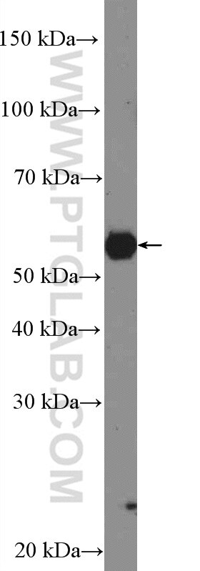 Western Blot (WB) analysis of K-562 cells using PAX3 Polyclonal antibody (51036-2-AP)
