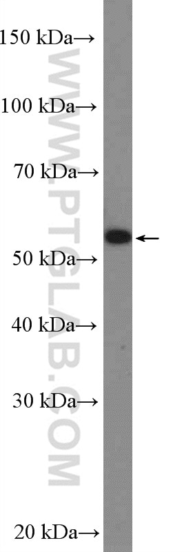 Western Blot (WB) analysis of HepG2 cells using PAX3 Polyclonal antibody (51036-2-AP)