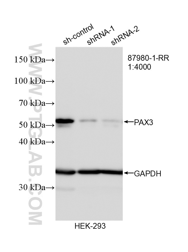Western Blot (WB) analysis of HEK-293 cells using PAX3 Recombinant monoclonal antibody (87980-1-RR)
